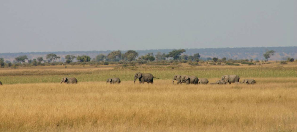 Chobe elephant camp wildlife 14