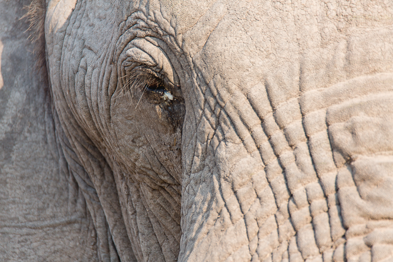 Chobe