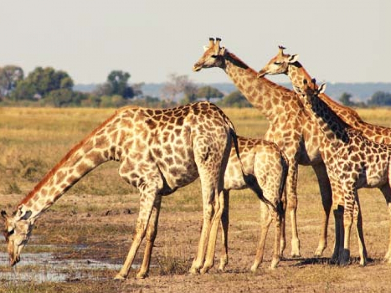 Bush Ways Lodges